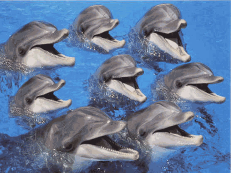 delfin88.jpg