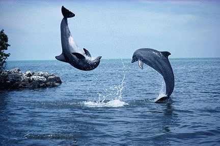 delfiny_3.jpg