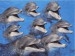 delfin88.jpg