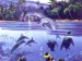 delfin8.jpg
